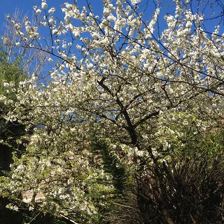 Topfloor Les Terrasses Apartment *